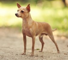 Russian toy terrier photo 9