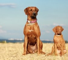 Rhodesian Ridgeback photo 1