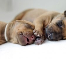 Rhodesian Ridgeback photo 5
