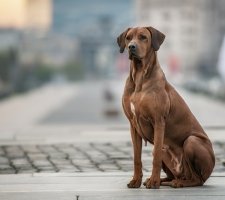 Rhodesian Ridgeback photo 9