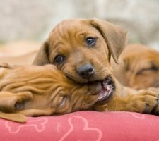 Rhodesian Ridgeback photo 2