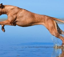 Rhodesian Ridgeback photo 3