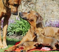 Rhodesian Ridgeback photo 4