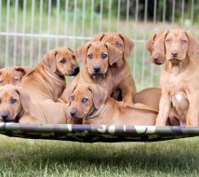 Rhodesian Ridgeback photo 8