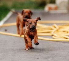 Rhodesian Ridgeback photo 7
