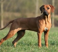 Rhodesian Ridgeback photo 6