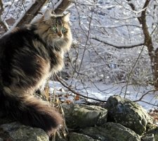 Norwegian Forest Cat photo 7