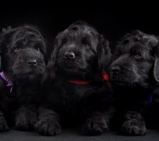 Russian black terrier photo 2