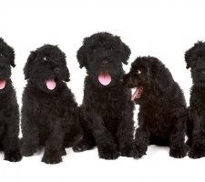 Russian black terrier photo 5