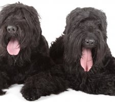 Russian black terrier photo 8