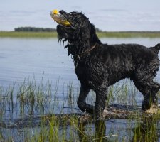 Russian black terrier photo 6