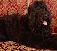 Russian black terrier photo 4