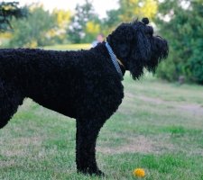 Russian black terrier photo 1