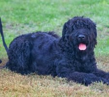 Russian black terrier photo 9