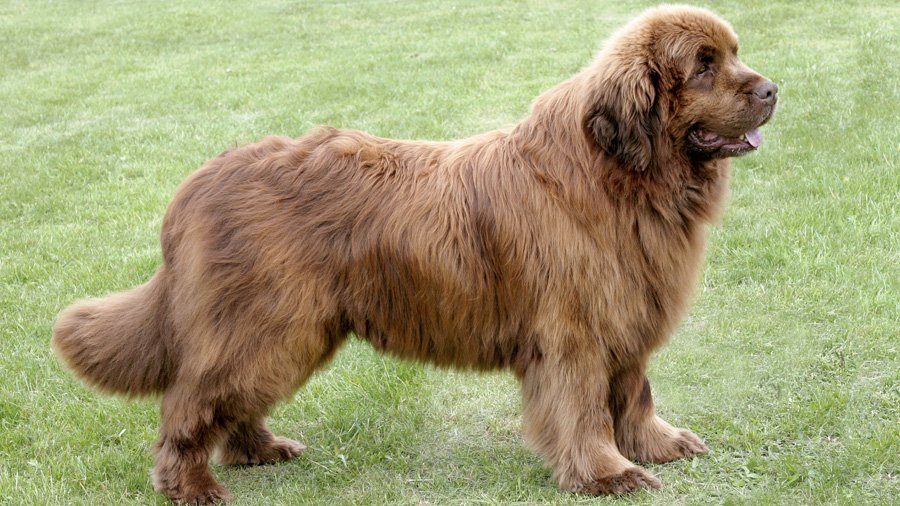 Newfoundland