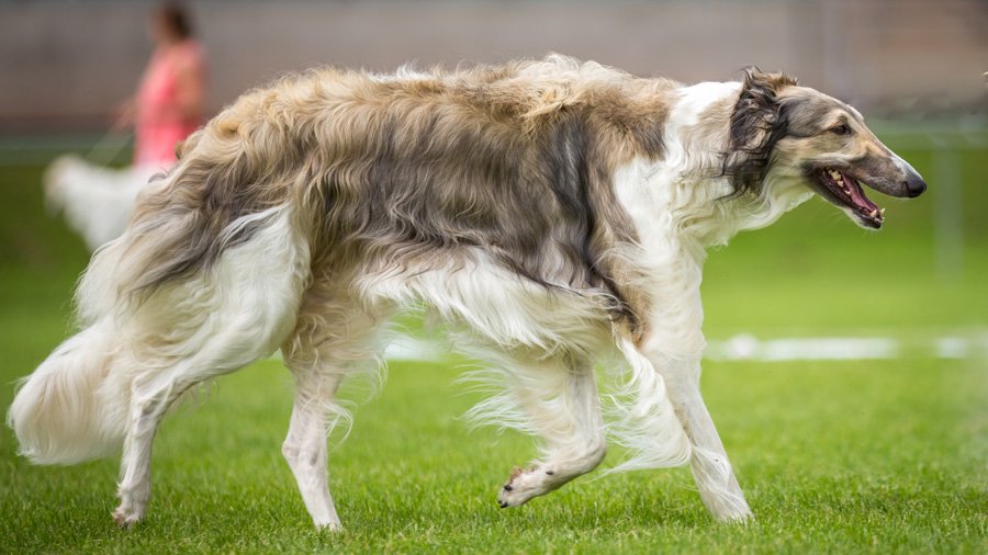 Russian Canine Greyhounds