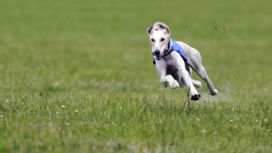 Greyhound