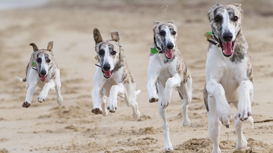 Whippets