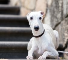 Whippet photo 9