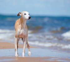 Whippet photo 4