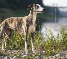 Whippet photo 6