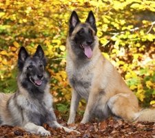 Belgian Shepherd photo 4