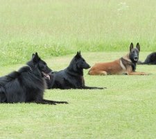 Belgian Shepherd photo 1