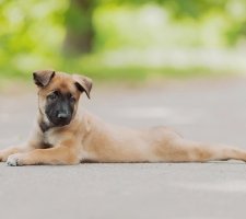 Belgian Shepherd photo 6