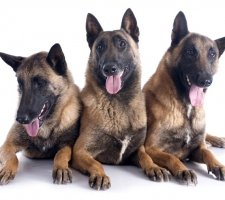 Belgian Shepherd photo 5