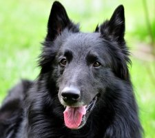 Belgian Shepherd photo 9