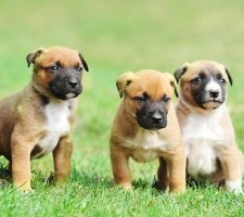 Belgian Shepherd photo 8