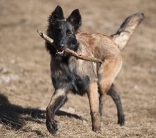 Belgian Shepherd Dog Photo 3