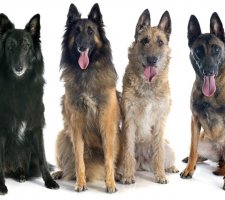 Belgian Shepherd photo 2