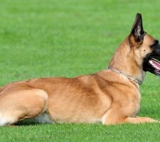 Belgian Shepherd photo 7
