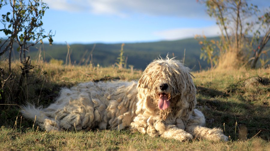 Komondor or the old Hungarian shepherd