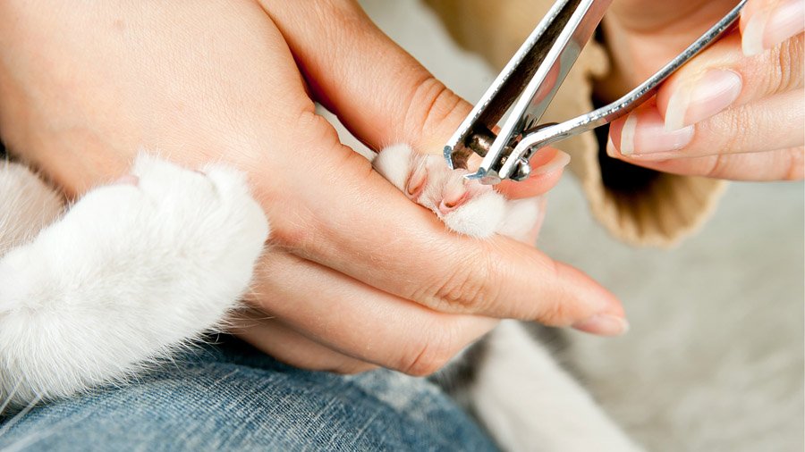 How to cut a cat's claws