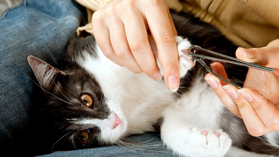 How to cut a cat's claws