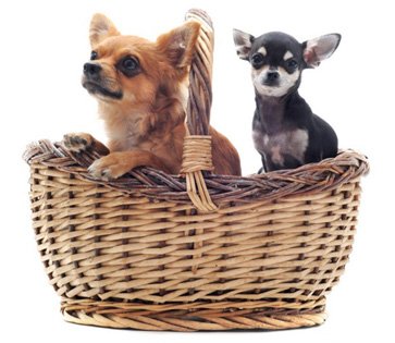 Chihuahua