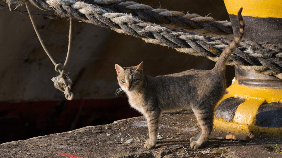 Cat