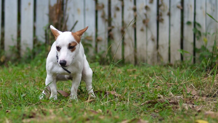 The Jack Russell Terrier diarrhea