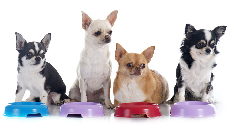 Hungry Chihuahuas are waiting for the owner to feed them