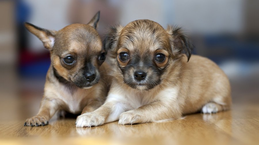 Chihuahua