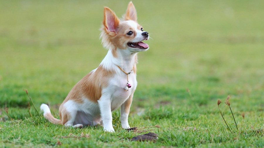 Chihuahua