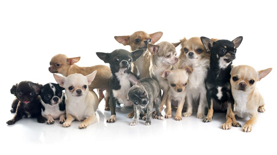 Chihuahua