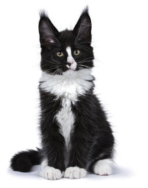 Black and White Maine Coon Kitten