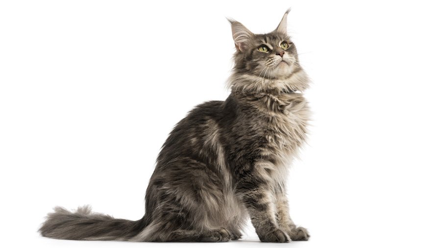 Maine Coon Adult