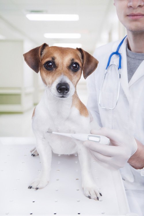 How to measure a dog’s body temperature