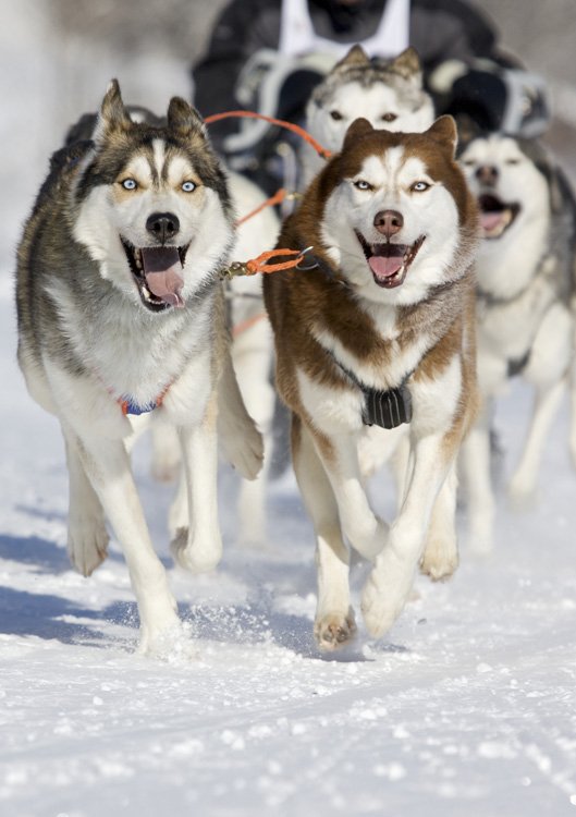 Siberian Husky with blue eyes