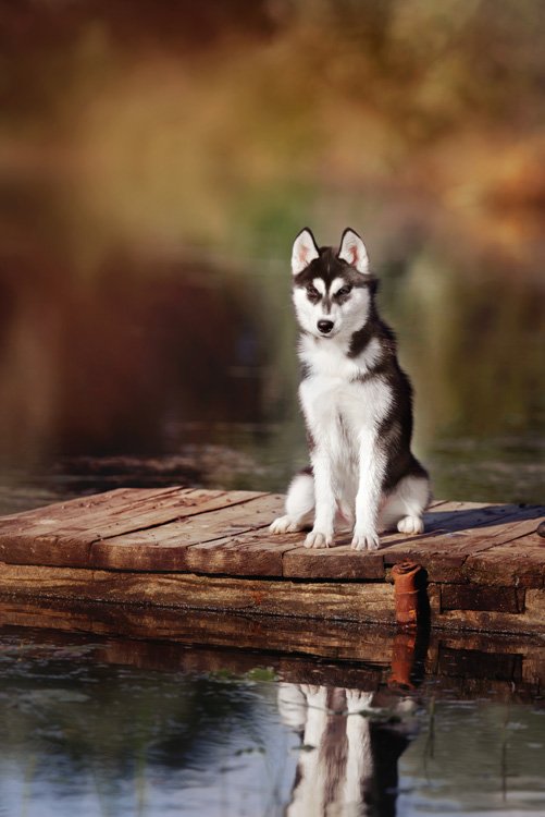 Siberian Husky