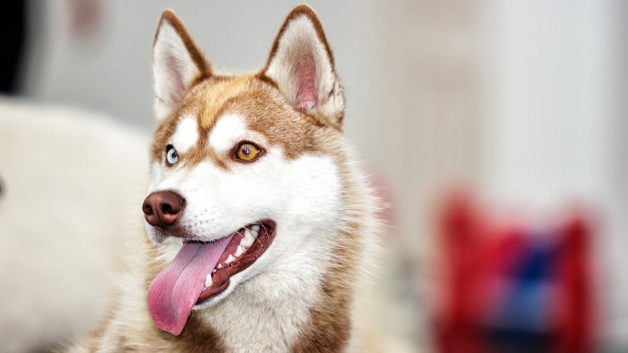 Adult Siberian Husky with different eyes